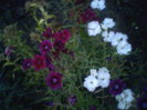 Fotografii-0017