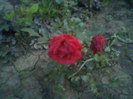 Fotografii-0020