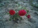 Fotografii-0021