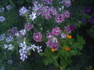 Fotografii-0023