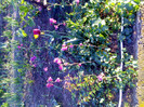 IMG00221