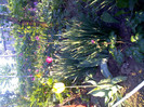IMG00223