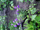 IMG00299