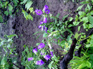 IMG00300
