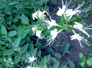 IMG00323