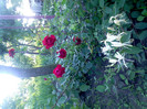 IMG00329