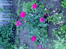 IMG00339
