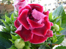 DSC03923