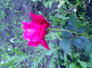 IMG00345