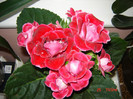 DSC03929