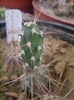 Opuntia phaeacanta v. minor