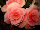 DSC03936