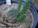 Opuntia quiana