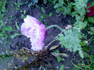 IMG00350