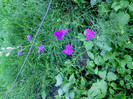 IMG00352