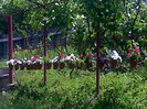 IMG00359