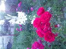 IMG00361