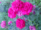 IMG00362