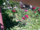 IMG00409