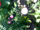 IMG00413