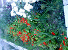 IMG00414