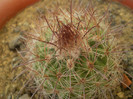 Parodia sp. Salta