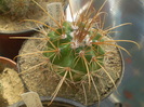 Parodia splendens