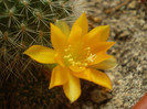 Rebutia senilis kesseleringiana