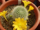 Rebutia senilis kesseleringiana