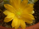 Rebutia senilis kesseleringiana