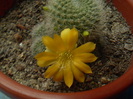 Rebutia senilis kesseleringiana