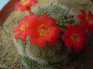 Rebutia tarvitaensis