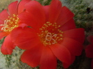 Rebutia tarvitaensis