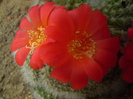 Rebutia tarvitaensis