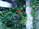 IMG00418