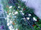 IMG00420