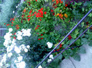 IMG00421