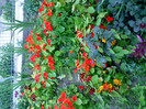 IMG00422