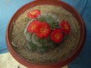 Rebutia tarvitaensis