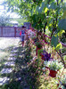 IMG00680