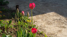 SAM_0974