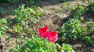 SAM_0976