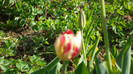 SAM_0978