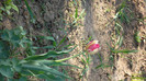 SAM_0989