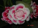 DSC03946