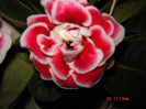 DSC03949