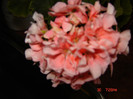 DSC03952