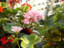 DSC03954