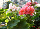 DSC03955
