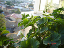 DSC03956